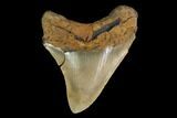 Serrated, Fossil Megalodon Tooth - North Carolina #147489-2